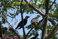 [36]Hill Myna21Dec2008-3a-s.jpg