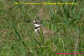 チドリ科Charadriidae チドリ目Charadriiformes