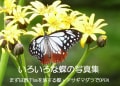 いろいろな蝶の写真集