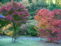 [41]津川ダム公園の美しい紅葉