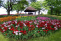 昭和記念公園・・・４月の花々
