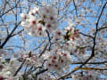 公渕公園、”さくら吹雪”！