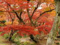 熱海の紅葉　熱海梅園