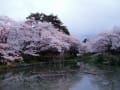村松公園の桜　2010
