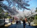 2012年　中山法華経寺の桜