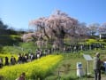 三春桜浪漫紀行