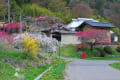 信州　余里の一里花桃