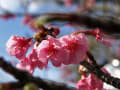 鎌倉 鎌倉宮 河津桜＆梅