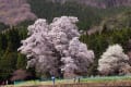 朝日に匂う山桜花・千鳥別尺の山桜　180418