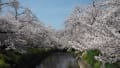 [10]240407_141418五条川の桜048.jpg