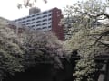 帝京大学付属病院周辺の桜