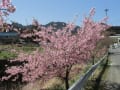 又兵衛桜と桜の花びら