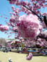 天平の丘　八重桜（栃木県下野市）