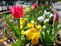 三ツ池公園へお花見散歩