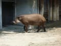 何十年ぶりの動物園