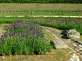 丘陵公園紫陽花観賞