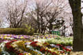 飛鳥山・石神井川の桜