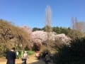 新宿御苑の桜