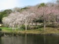 2013年さくら花島公園