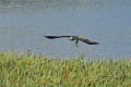 南港野鳥園のミサゴ