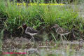 タマシギ科Rostratulidae チドリ目Charadriiformes