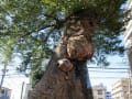 さいたま市、調神社　2　異様な樹形のケヤキの巨樹。　18