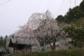 大野寺・・・枝垂桜４/2