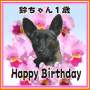 わんこお誕生日お祝い画像2011