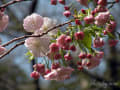 [16]20120415_上野公園_桜_0242_一葉AL.jpg