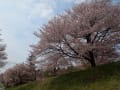 山麓・・・赤城山。桜
