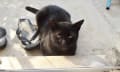 野良猫　93
