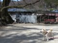 白柴タバサちゃんの白瀧神社参拝記