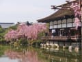 [31]平安神宮、神苑の桜