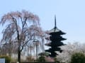 京都枝垂れ桜2012