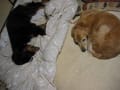 IMG_4586 IMG_4586