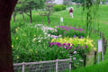 雨の花菖蒲　　於　堺市白鷺公園