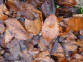 [15]wet fallen leaves022