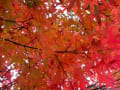 紅葉の松琴寺2014.11.19