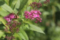 下野　2回目の開花