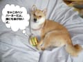 柴犬ちゃこ　