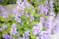 最近のお気に入りの花