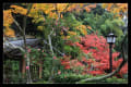 鎌倉・海蔵寺の紅葉