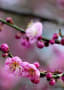 ウメの花