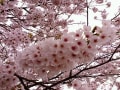 桜　～SAKURA～