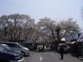 臥竜公園入り口付近の桜