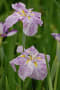 小岩菖蒲園の花菖蒲たち