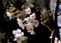 目黒川の桜　３