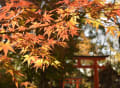 京都の紅葉（下鴨神社、南禅寺）