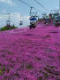 茶臼山高原の芝桜