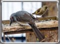 [11]11.野鳥が集まる我が庭